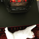 Warming my tummy! #whitecat #whitecats #whitecatlove #rescuecat #rescuecats #rescuecatsrock #stovax #woodburner #colchestercatrescue