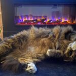 Gazco eReflex 105R Electric fire – “Our cat loves it as much as we do!”