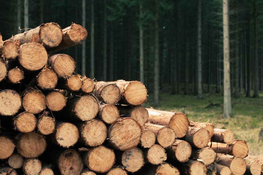 Freshly cut logs stacked in a sustainably managed forest.