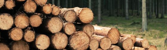 Cut logs stacked in a forest Sustainable Forestry and the Environmental Benefits of Wood Burning: All you need to know