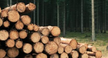 Sustainable Forestry and the Environmental Benefits of Wood Burning: All you need to know